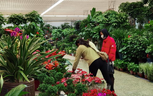 节后鲜花仍持续热销 云南销售商 供应相比往年趋紧