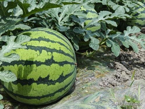 热门大瓜有哪些